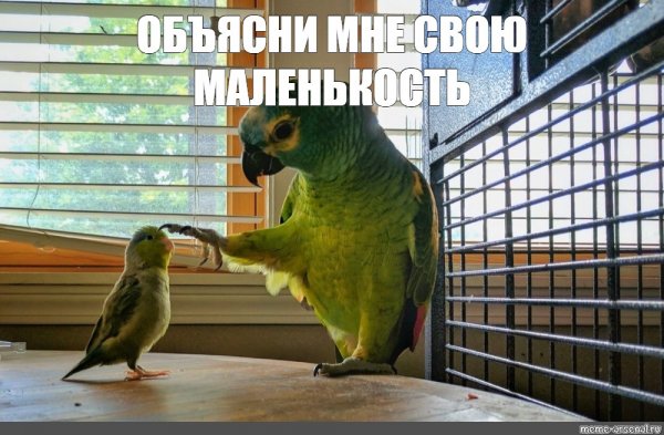 Попугай в зеркале Мем