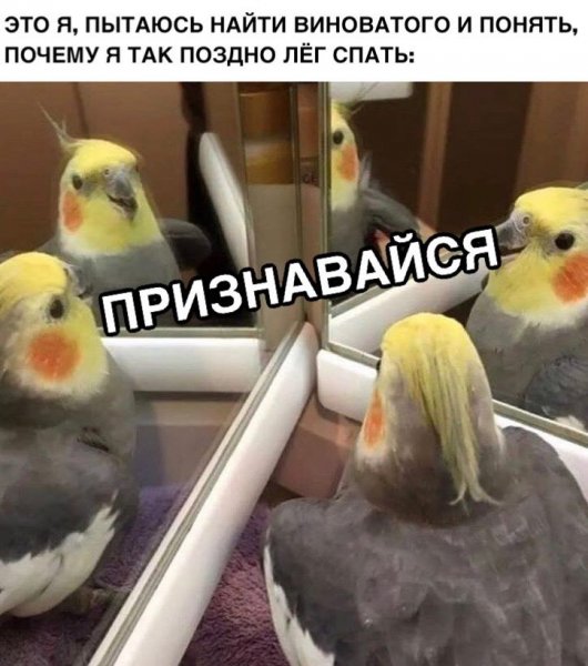 Попугай и зеркало мемы