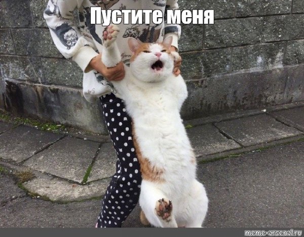 Живи Мем с котом