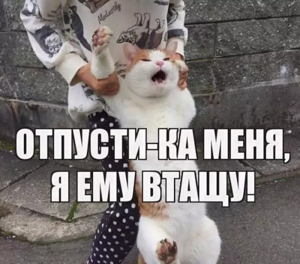 Пустите я ему втащу