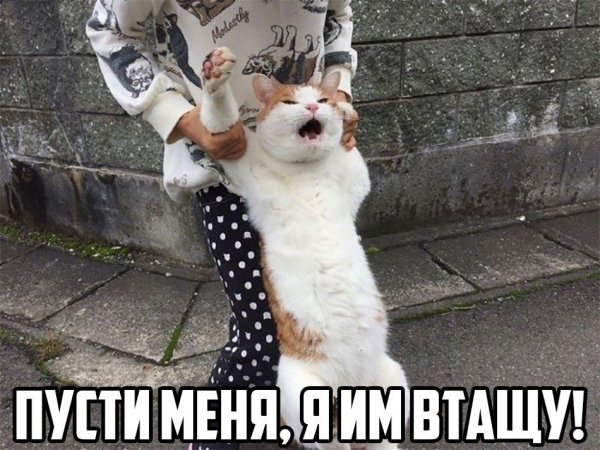 Пустите меня я ему втащу кот