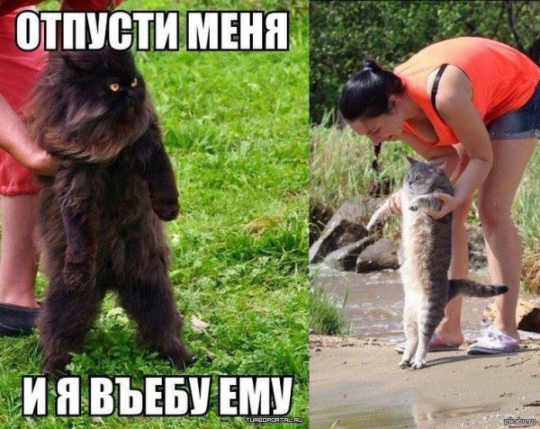 Отпусти я ему втащу