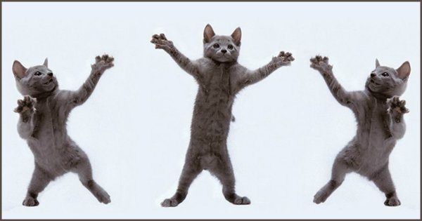 Мемы про кота который танцует (40 фото)