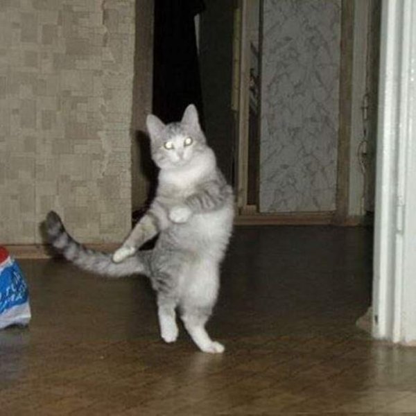 Котики ржака