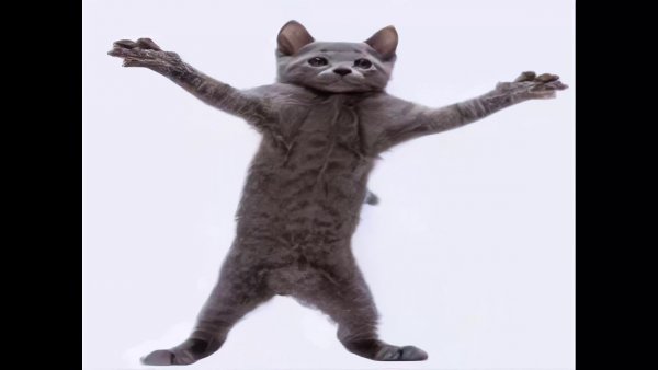 Белый кот флексит