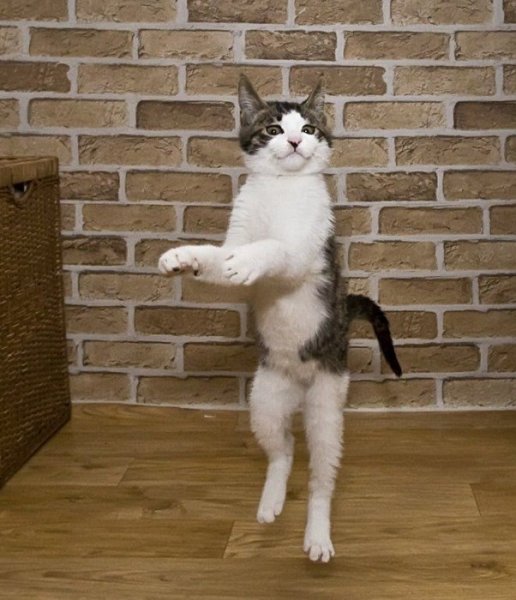 Танец котика