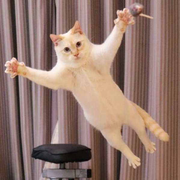 Кошачий тыгыдык
