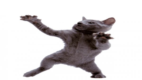 Танцующий кот из мема