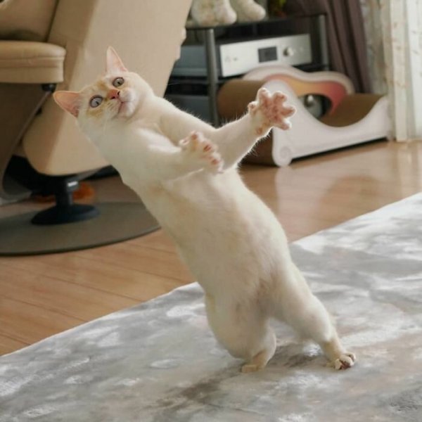 Котики зажигают