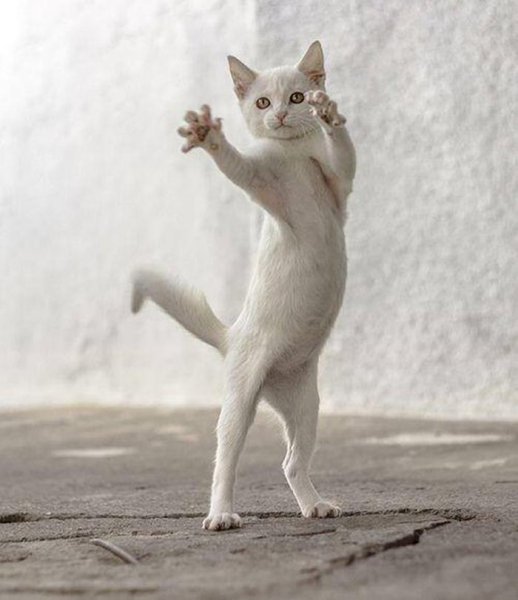 Танцующий кот