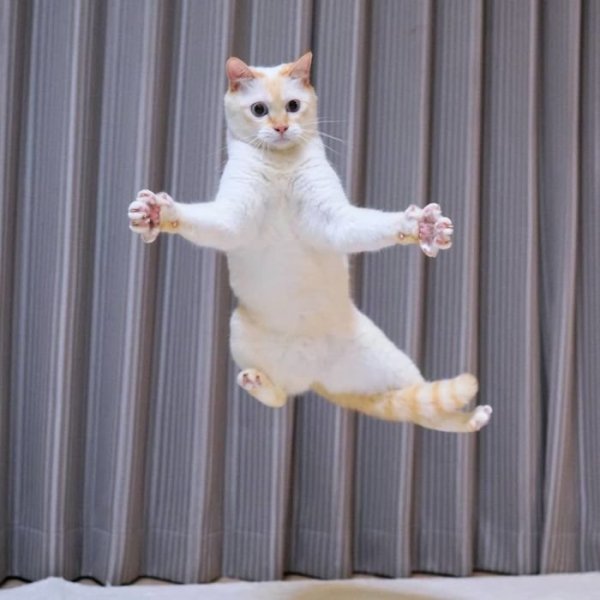 Котейка танцует