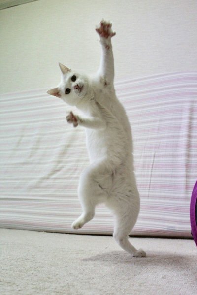 Танцующий котенок