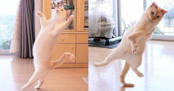Коты танцуют брейк данс