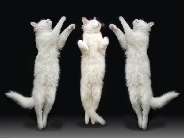 Коты пляшут