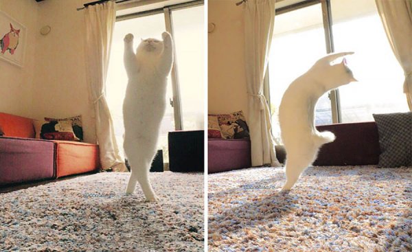 Кот танцует дома