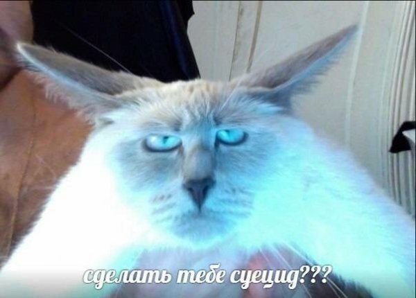 Мемы с котами Упоротые