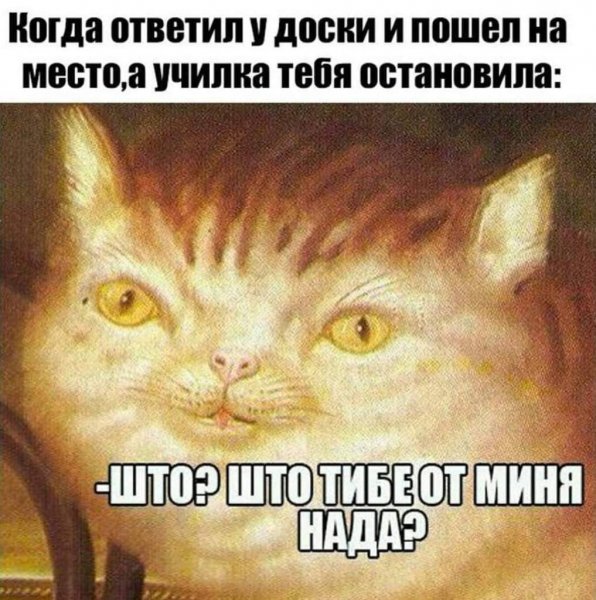 Кот упоролся