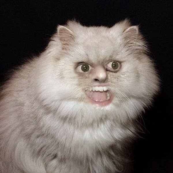 Кот Мем