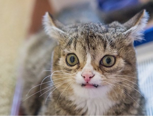 Кот Мем