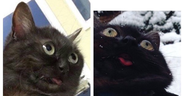 Обдолбанные коты