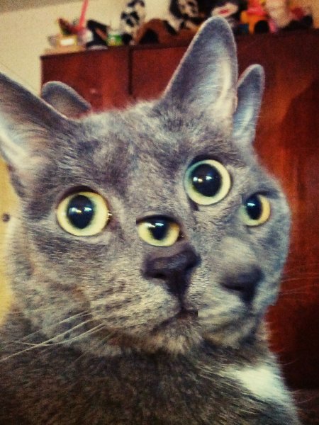 Кот Мем