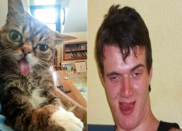 Смешное лицо кота человека