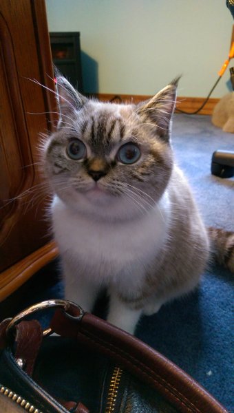 Кот Мем