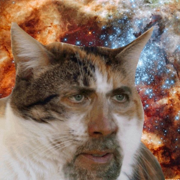 Николас Кейдж кот