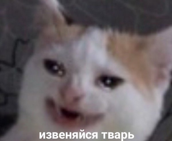 Мем с упоротым котом