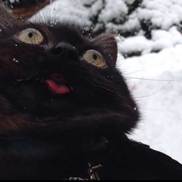 Упоротые коты