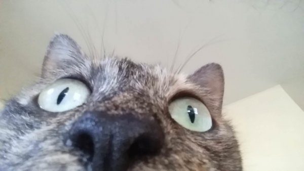 Упоротый кот