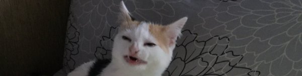 Белый кот щурится