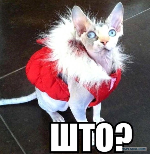 Упоротый кот прикол