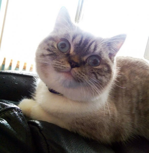 Самые Упоротые коты