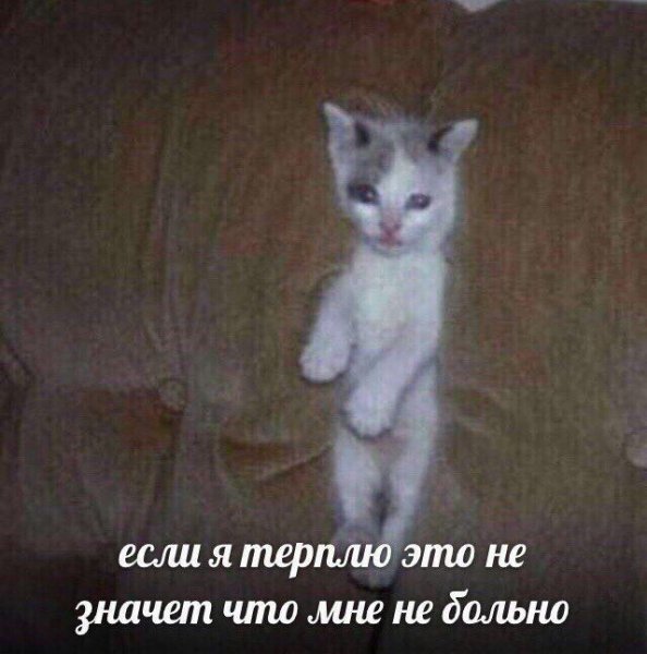 Подпердыш кот