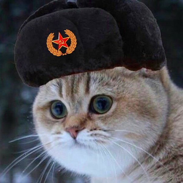 Кот в военной шапке