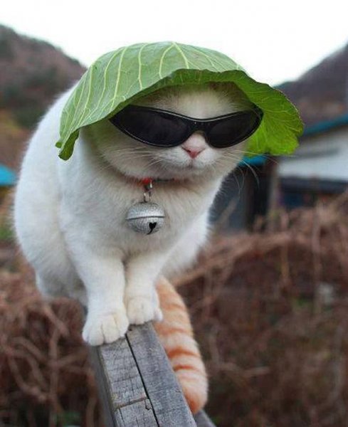 Кот с капустой на голове и в очках