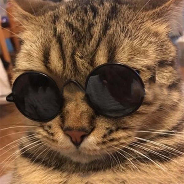 Рыжий кот в очках