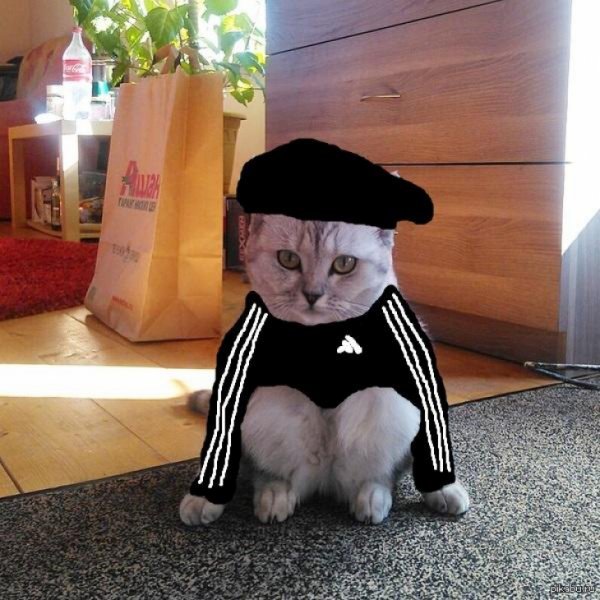 Кот в адидасе