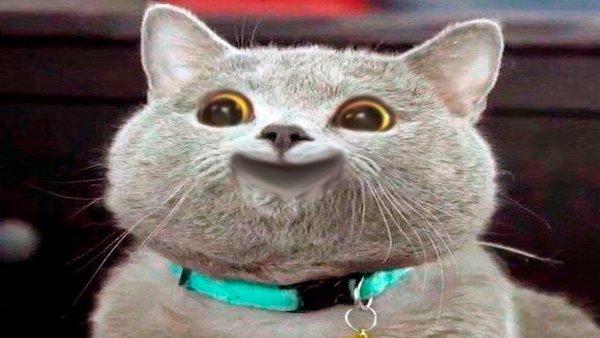 Упоротые котики