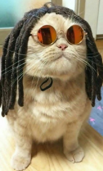 Кот в дредах