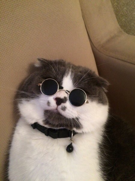 УГАРНЫЙ кот в очках