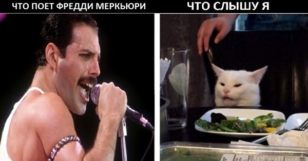 Кот Фредди Меркьюри Мем