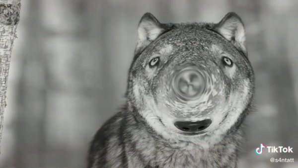 Волк с распухшим лицом