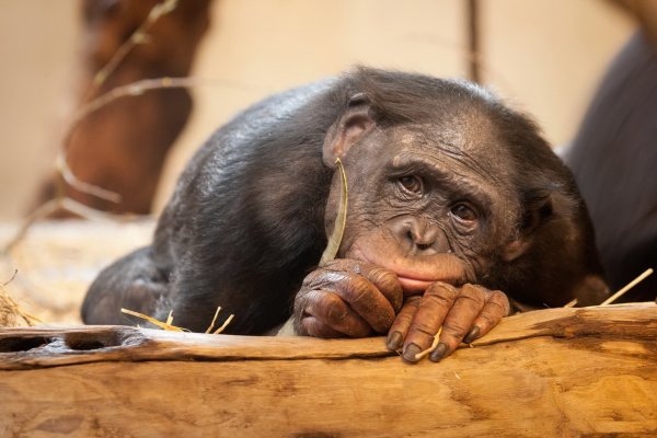 Бонобо обезьяна