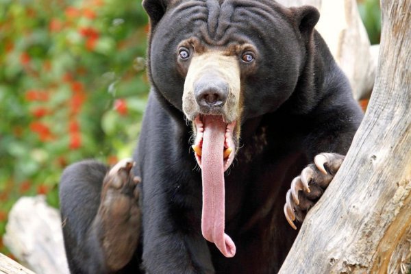 Лысый малайский медведь