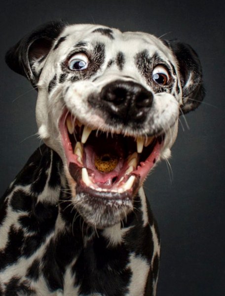 Прикольные собаки