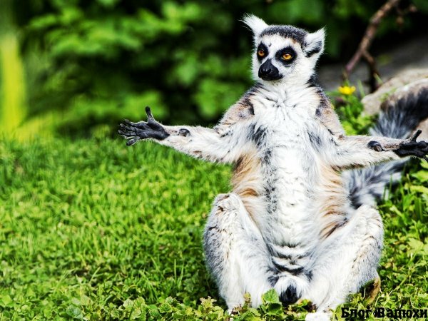 Лемур пушистый