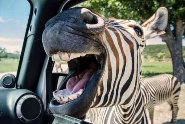 Прикольные картинки ржачные