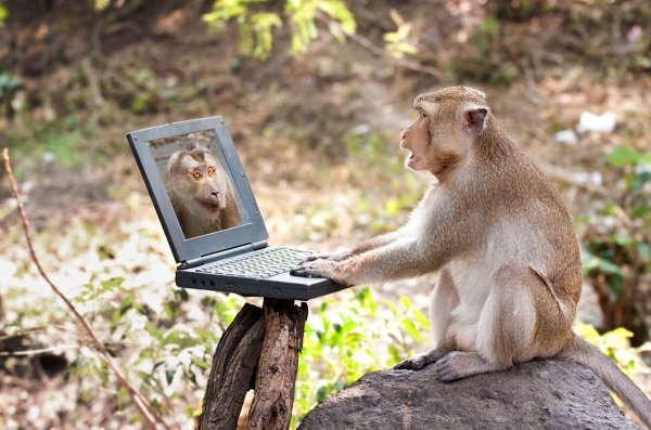 Обезьяна с планшетом